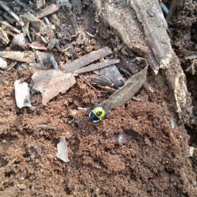 Commius elegans (Cherry Ballart Shield Bug) at Mittagong, NSW - 22 Nov 2019 by Charwood