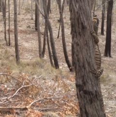 Varanus varius (Lace Monitor) at Yass River, NSW - 22 Nov 2019 by SenexRugosus