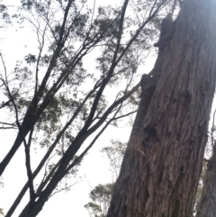 Varanus varius at Yass River, NSW - suppressed