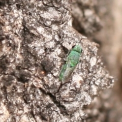 Primeuchroeus sp. (genus) (Cuckoo Wasp) at Symonston, ACT - 22 Nov 2019 by cherylhodges