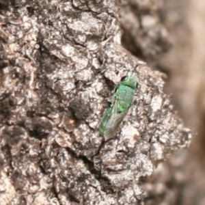 Primeuchroeus sp. (genus) at Callum Brae - 22 Nov 2019 02:00 PM