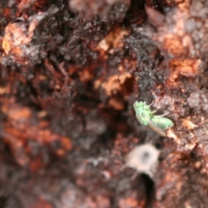 Primeuchroeus sp. (genus) at Callum Brae - 22 Nov 2019 02:00 PM