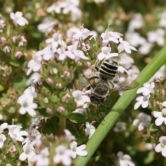 Megachile (Eutricharaea) serricauda (Leafcutter bee, Megachilid bee) at Jerrabomberra, NSW - 20 Nov 2019 by cherylhodges