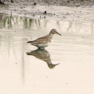 Calidris melanotos at Fyshwick, ACT - 22 Nov 2019 10:28 AM