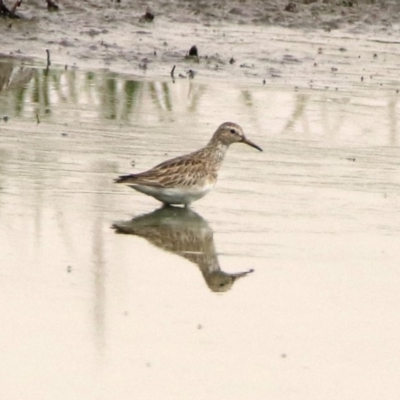 Calidris melanotos (Pectoral Sandpiper) at Jerrabomberra Wetlands - 21 Nov 2019 by RodDeb