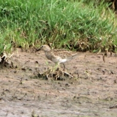 Calidris melanotos at Fyshwick, ACT - 22 Nov 2019 10:28 AM