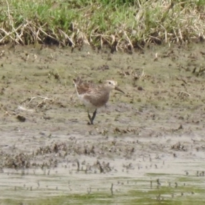 Calidris melanotos at Fyshwick, ACT - 22 Nov 2019 10:28 AM