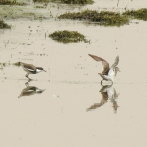 Calidris melanotos at Fyshwick, ACT - 22 Nov 2019