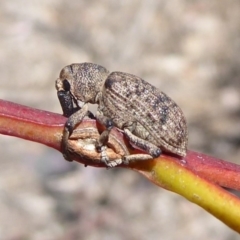 Rhinaria sp. (genus) (Unidentified Rhinaria weevil) at Symonston, ACT - 18 Nov 2019 by Christine