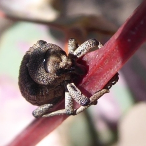 Rhinaria sp. (genus) at Symonston, ACT - 18 Nov 2019