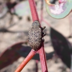 Rhinaria sp. (genus) at Symonston, ACT - 18 Nov 2019