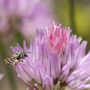 Lipotriches (Austronomia) phanerura at Jerrabomberra, NSW - 17 Nov 2019