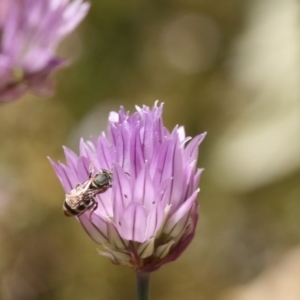 Lipotriches (Austronomia) phanerura at Jerrabomberra, NSW - 17 Nov 2019