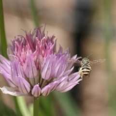 Lipotriches (Austronomia) phanerura at Jerrabomberra, NSW - 17 Nov 2019