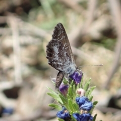 Theclinesthes serpentata (Saltbush Blue) at Aranda Bushland - 19 Nov 2019 by CathB