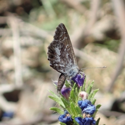 Theclinesthes serpentata (Saltbush Blue) at Dunlop, ACT - 19 Nov 2019 by CathB
