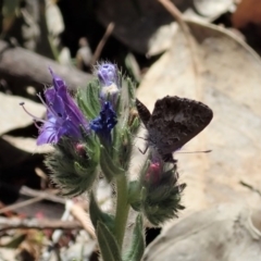 Theclinesthes serpentata at Dunlop, ACT - 19 Nov 2019 12:16 PM