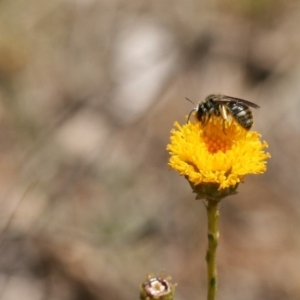 Lasioglossum (Chilalictus) sp. (genus & subgenus) at Queanbeyan West, NSW - 16 Nov 2019