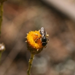 Lasioglossum (Chilalictus) sp. (genus & subgenus) at Queanbeyan West, NSW - 16 Nov 2019 10:47 AM