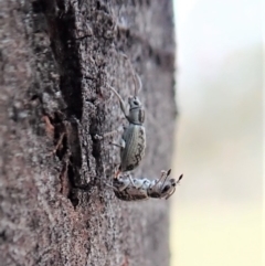 Titinia tenuis (Titinia weevil) at Dunlop, ACT - 2 Nov 2019 by CathB