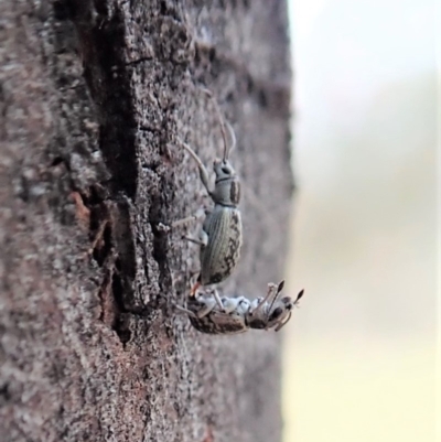 Titinia tenuis (Titinia weevil) at Dunlop, ACT - 1 Nov 2019 by CathB