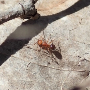 Melophorus sp. (genus) at Dunlop, ACT - 13 Nov 2019 11:23 AM