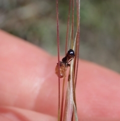 Tiphiidae (family) (Unidentified Smooth flower wasp) at Dunlop, ACT - 20 Nov 2019 by CathB