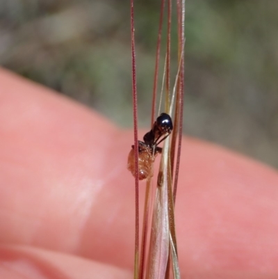 Tiphiidae (family) (Unidentified Smooth flower wasp) at Dunlop, ACT - 19 Nov 2019 by CathB