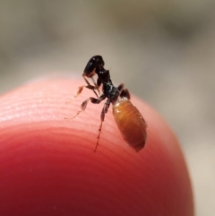 Tiphiidae (family) at Dunlop, ACT - 20 Nov 2019