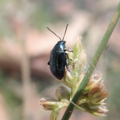 Arsipoda chrysis (Flea beetle) at Dunlop, ACT - 19 Nov 2019 by CathB