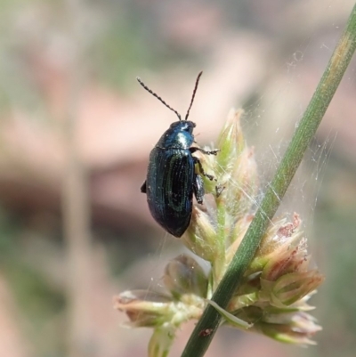 Arsipoda chrysis (Flea beetle) at Dunlop, ACT - 19 Nov 2019 by CathB