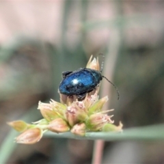 Arsipoda chrysis at Dunlop, ACT - 19 Nov 2019