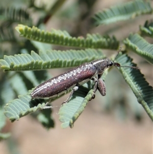 Rhinotia sp. (genus) at Dunlop, ACT - 20 Nov 2019