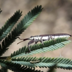 Rhinotia sp. (genus) at Dunlop, ACT - 20 Nov 2019 12:55 PM