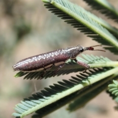 Rhinotia sp. (genus) at Dunlop, ACT - 20 Nov 2019 12:55 PM