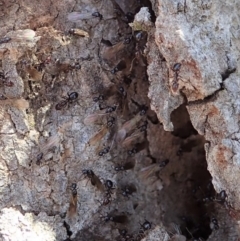 Papyrius nitidus (Shining Coconut Ant) at Dunlop, ACT - 20 Nov 2019 by CathB