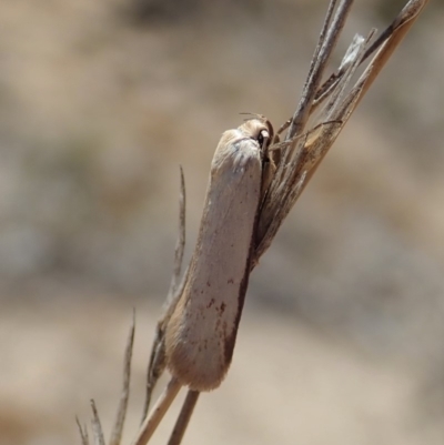 Philobota productella (Pasture Tunnel Moth) at Dunlop, ACT - 19 Nov 2019 by CathB