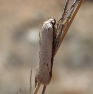 Philobota productella at Dunlop, ACT - 20 Nov 2019 10:54 AM