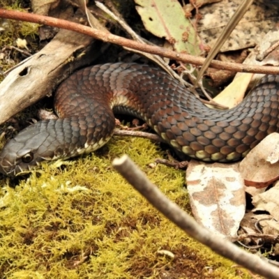 Austrelaps ramsayi (Highlands Copperhead) at Paddys River, ACT - 22 Nov 2019 by JohnBundock