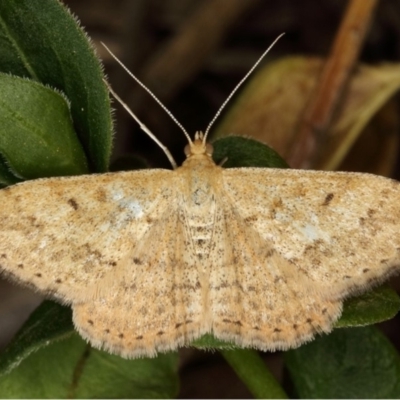 Scopula rubraria (Reddish Wave, Plantain Moth) at Kambah, ACT - 22 Nov 2019 by Marthijn