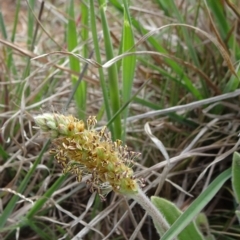 Plantago varia (Native Plaintain) at Saint Marks Grassland - Barton ACT - 12 Oct 2019 by JanetRussell