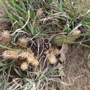 Lomandra multiflora at Saint Marks Grassland - Barton ACT - 12 Oct 2019