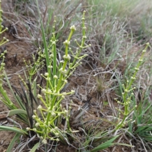 Lomandra multiflora at Saint Marks Grassland - Barton ACT - 12 Oct 2019