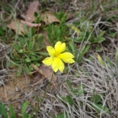 Goodenia pinnatifida (Scrambled Eggs) at Barton, ACT - 12 Oct 2019 by JanetRussell