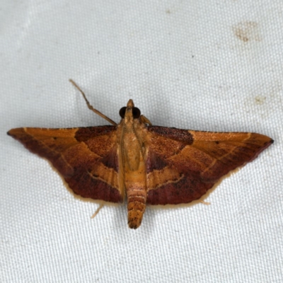 Persicoptera aglaopa (A Pyralid Moth) at Rosedale, NSW - 15 Nov 2019 by jbromilow50