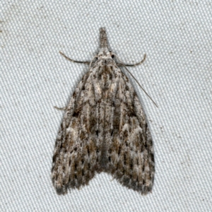 Nola vernalis at Rosedale, NSW - 16 Nov 2019 08:00 PM