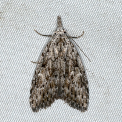 Nola vernalis (Dagger Tuft Moth) at Rosedale, NSW - 16 Nov 2019 by jbromilow50