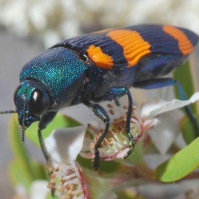 Castiarina klugii (Jewel beetle) at Uriarra Village, ACT - 22 Nov 2019 by Harrisi