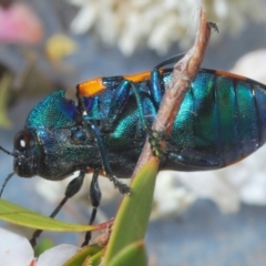 Castiarina klugii at Uriarra Village, ACT - 22 Nov 2019 07:56 PM