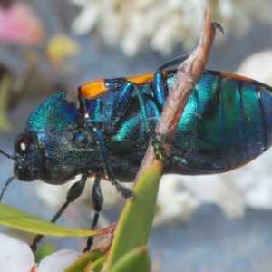 Castiarina klugii at Uriarra Village, ACT - 22 Nov 2019 07:56 PM